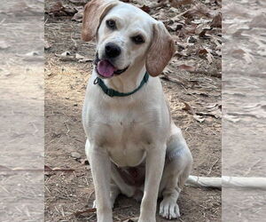 Cocker Spaniel-Unknown Mix Dogs for adoption in Alexander, AR, USA