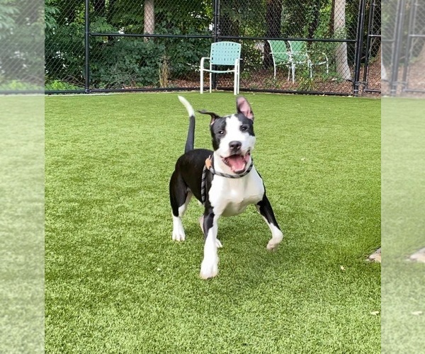 Medium Photo #3 American Staffordshire Terrier-Unknown Mix Puppy For Sale in columbia, SC, USA