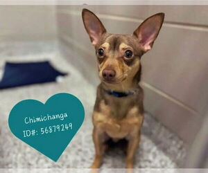 Chihuahua Dogs for adoption in Mooresville, NC, USA