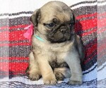 Small Photo #4 Pug Puppy For Sale in CHARLOTTE HALL, MD, USA