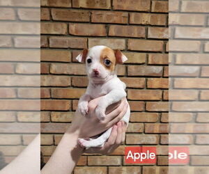 Jack Chi Dogs for adoption in Aurora, IN, USA