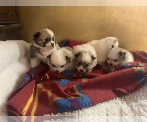 Medium Photo #1 Pomeranian Puppy For Sale in OMAHA, NE, USA