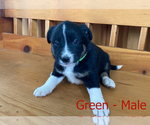 Puppy 6 Border Collie-Jack Russell Terrier Mix