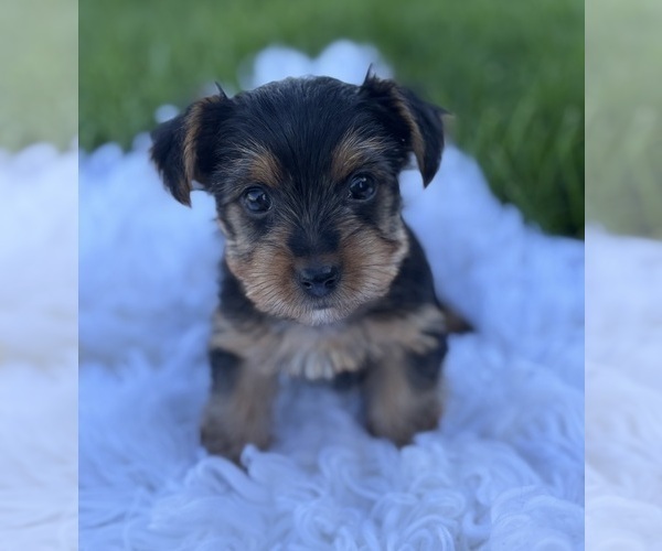 Medium Photo #8 Yorkshire Terrier Puppy For Sale in ROCK STREAM, NY, USA