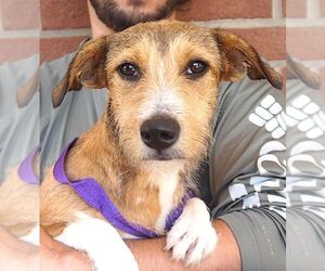 Dachshund-Unknown Mix Dogs for adoption in Carrollton, TX, USA