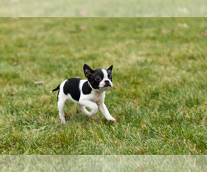 Boston Terrier Puppy for sale in MILFORD, IN, USA
