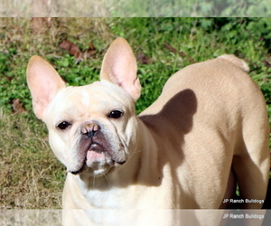 Mother of the French Bulldog puppies born on 05/03/2025