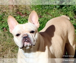 Small Photo #1 French Bulldog Puppy For Sale in WINNSBORO, TX, USA
