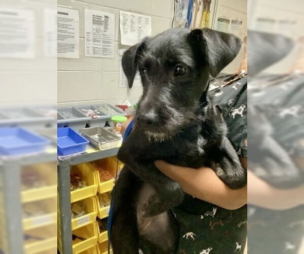 Medium Photo #1 Mutt Puppy For Sale in Oak Bluffs, MA, USA