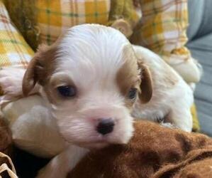 Cavalier King Charles Spaniel Puppy for sale in HICKORY, NC, USA