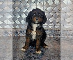 Small Photo #2 Cavapoo Puppy For Sale in ELKHART, IN, USA