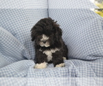 Small #3 Shih-Poo