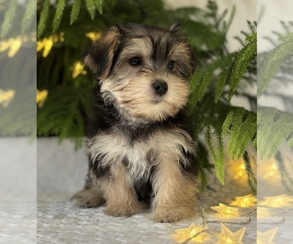 Medium Photo #9 Morkie Puppy For Sale in ROCK STREAM, NY, USA