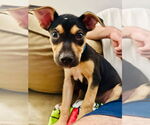 Small #1 American Staffordshire Terrier-German Shepherd Dog Mix