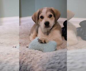 Retriever -Unknown Mix Dogs for adoption in pomfret, CT, USA