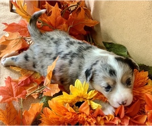 Welsh Cardigan Corgi Puppy for sale in ACTON, CA, USA