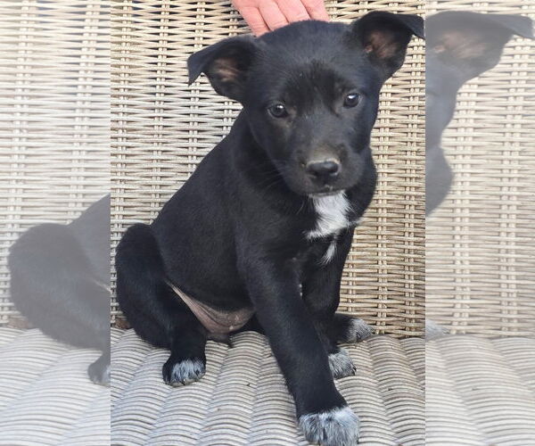 Medium Photo #3 German Shepherd Dog-Unknown Mix Puppy For Sale in Alexander, AR, USA