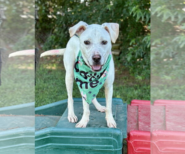 Medium Photo #3 Mutt Puppy For Sale in Spring Lake, NJ, USA