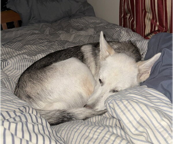 Medium Photo #2 Siberian Husky-Unknown Mix Puppy For Sale in Wakefield, RI, USA