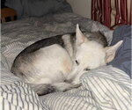 Small #1 Siberian Husky Mix