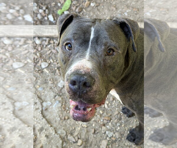 Medium Photo #2 American Staffordshire Terrier-Bullmastiff Mix Puppy For Sale in Jackson, MS, USA