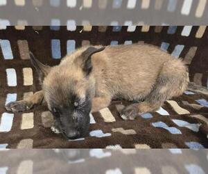 German Shepherd Dog-Unknown Mix Dogs for adoption in HESPERIA, CA, USA