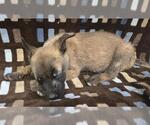 Small German Shepherd Dog Mix