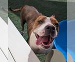 Small #2 Bullypit