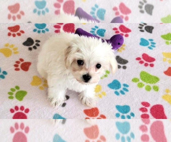 Medium Photo #4 Maltipoo (Toy) Puppy For Sale in ORO VALLEY, AZ, USA
