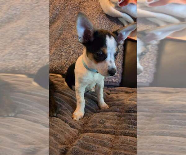 Medium Photo #1 Chihuahua-Unknown Mix Puppy For Sale in Aurora, IN, USA