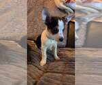 Small Chihuahua Mix