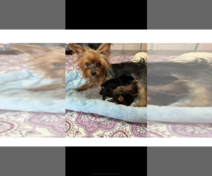 Mother of the Yorkshire Terrier puppies born on 08/30/2023