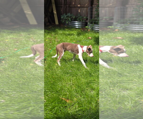 Medium Photo #19 Doberman Pinscher-Unknown Mix Puppy For Sale in Virginia Beach, VA, USA