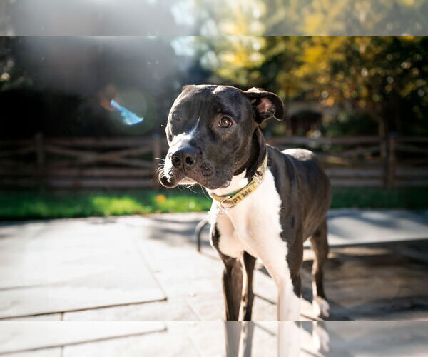 Medium Photo #3 Mutt Puppy For Sale in Alexandria, VA, USA