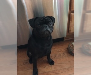 Father of the Pug puppies born on 10/20/2019