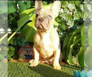 French Bulldog Puppy for sale in MANHATTAN, NY, USA