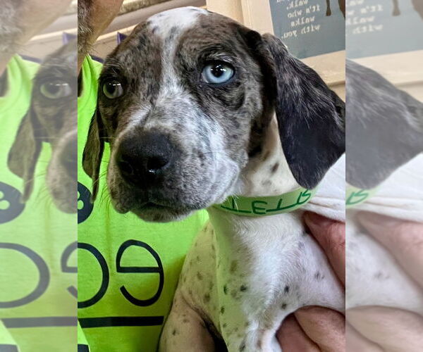 Medium Photo #2 American Staffordshire Terrier-German Shorthaired Pointer Mix Puppy For Sale in Lawrenceville, NJ, USA