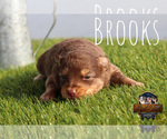 Small Photo #38 Miniature Australian Shepherd Puppy For Sale in GRANBURY, TX, USA