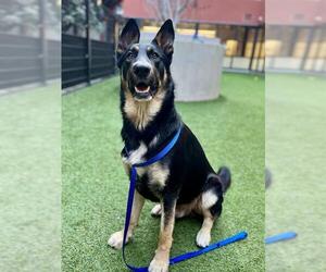 German Shepherd Dog Dogs for adoption in San Francisco, CA, USA