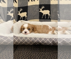 Cavalier King Charles Spaniel Puppy for sale in SENECA, MO, USA