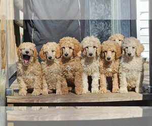Poodle (Standard) Puppy for Sale in HAMPTON, Virginia USA