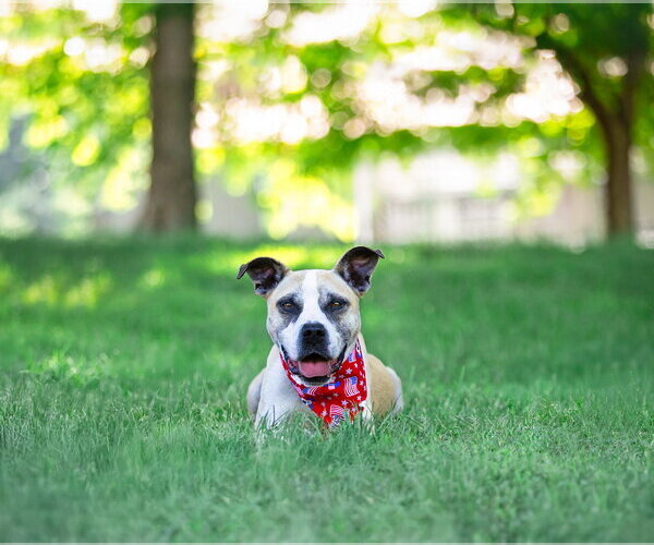 Medium Photo #2 Mutt Puppy For Sale in Unionville, PA, USA