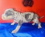 Small #2 American Bully