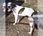 Small #4 Mutt