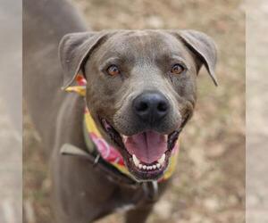 American Staffordshire Terrier-Unknown Mix Dogs for adoption in San Antonio, TX, USA