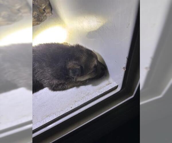 Medium Photo #1 German Shepherd Dog-Unknown Mix Puppy For Sale in Houston, TX, USA