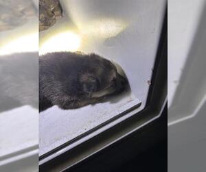 German Shepherd Dog-Unknown Mix Dogs for adoption in Houston, TX, USA