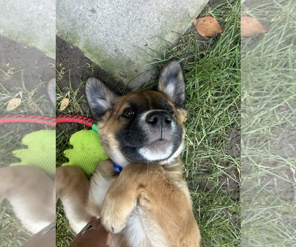 Medium Photo #3 Mutt Puppy For Sale in Sandy, UT, USA