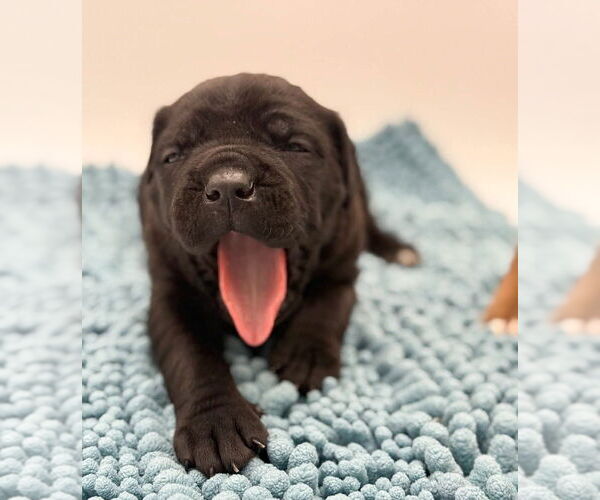 Medium Photo #3 Mutt Puppy For Sale in Brooklyn, NY, USA