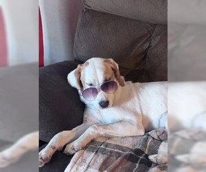 Border Collie-Brittany Mix Dogs for adoption in Curwensville, PA, USA